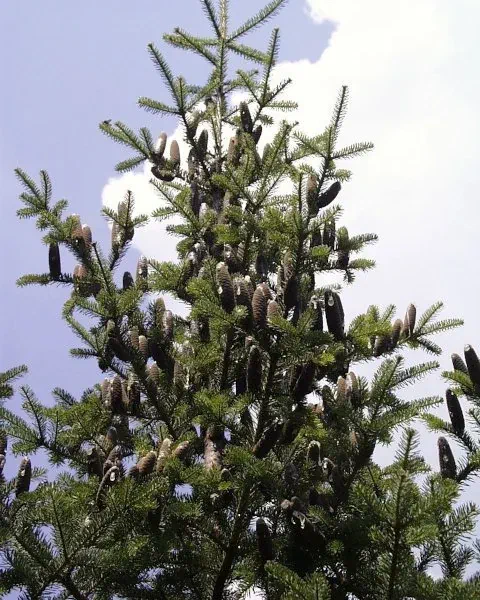 Abies Balsamea Tree