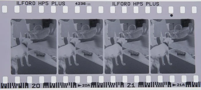 Nishika 3D Camera negative film showing 4 half frames.